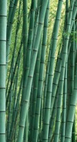bamboo-trees_1920x1080_230-hd